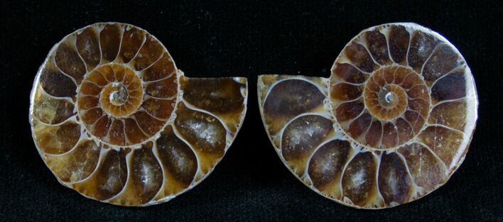 Small Desmoceras Ammonite Pair #7536